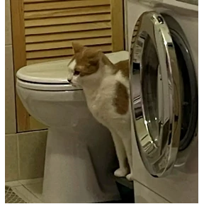 Рикотник — стикер для MAX