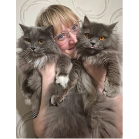 Коты — стикер для MAX
