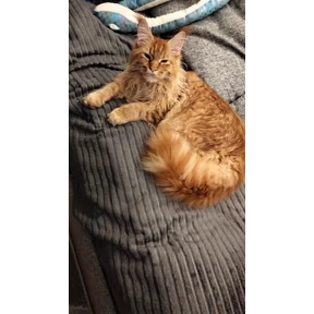 Коты — стикер для MAX