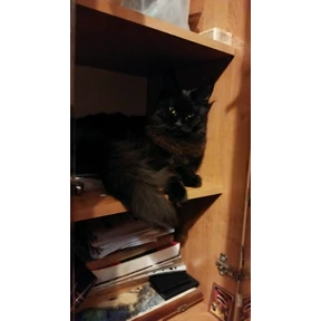 Коты — стикер для MAX