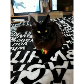 Коты — стикер для MAX