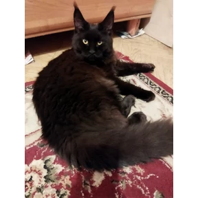 Коты — стикер для MAX