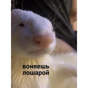 личиус — стикер для MAX