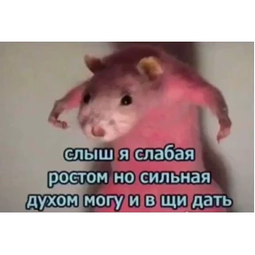 личиус — стикер для MAX