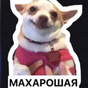 На случай важных — стикер для MAX