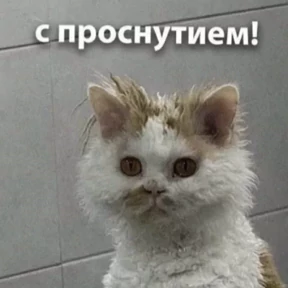 На случай важных — стикер для MAX