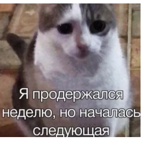 На случай важных — стикер для MAX