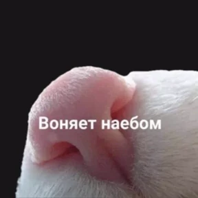 На случай важных — стикер для MAX