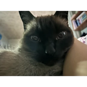 Киса — стикер для MAX