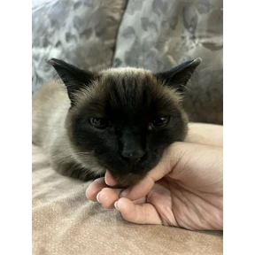 Киса — стикер для MAX