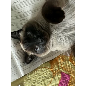 Киса — стикер для MAX