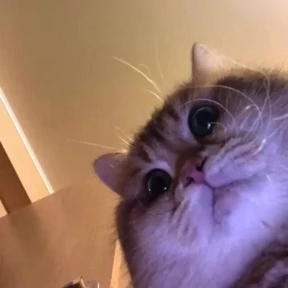 Котопузы — стикер для MAX