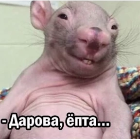 Мой — стикер для MAX