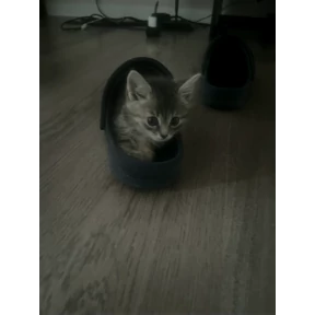 Кайя — стикер для MAX