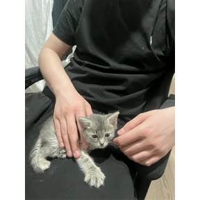 Кайя — стикер для MAX