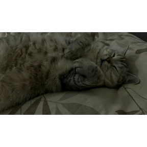 Полный фарш — стикер для MAX