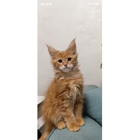 Мои — стикер для MAX