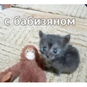 Бибизян — стикер для MAX