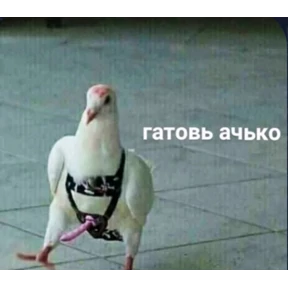 Бибизян — стикер для MAX
