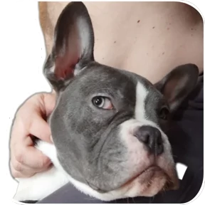 Loki the bully — стикер для MAX