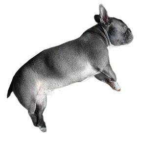 Loki the bully — стикер для MAX