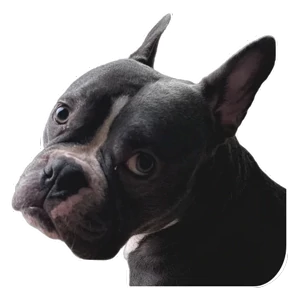 Loki the bully — стикер для MAX