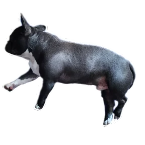 Loki the bully — стикер для MAX