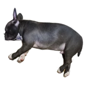 Loki the bully — стикер для MAX