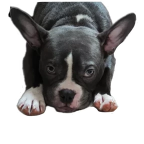 Loki the bully — стикер для MAX