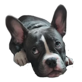 Loki the bully — стикер для MAX