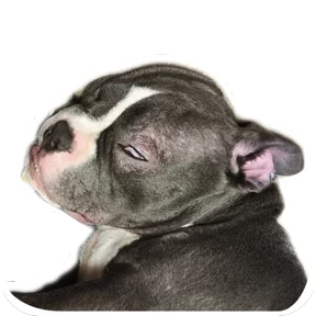 Loki the bully — стикер для MAX