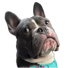 Loki the bully — стикер для MAX