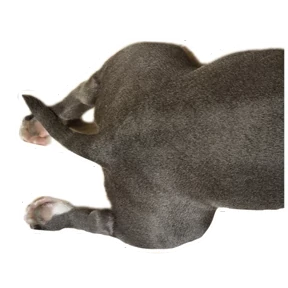 Loki the bully — стикер для MAX