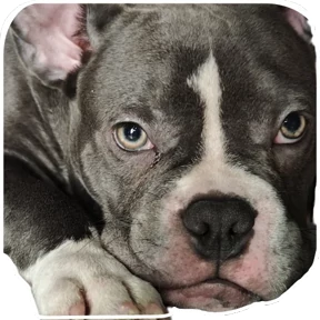 Loki the bully — стикер для MAX