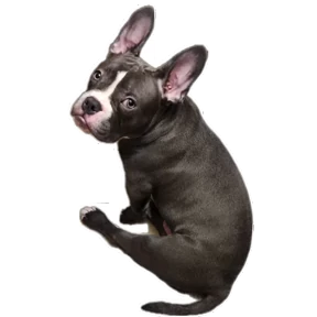 Loki the bully — стикер для MAX