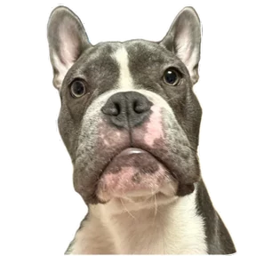 Loki the bully — стикер для MAX