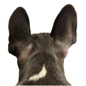 Loki the bully — стикер для MAX