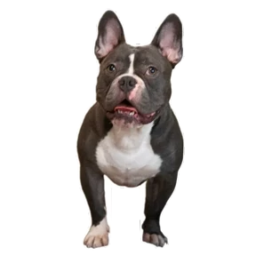 Loki the bully — стикер для MAX