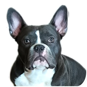 Loki the bully — стикер для MAX