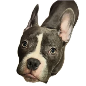 Loki the bully — стикер для MAX