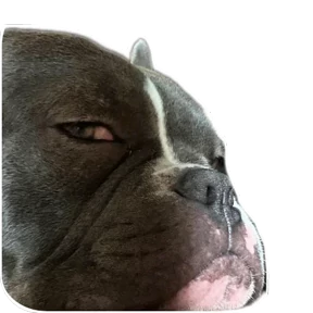Loki the bully — стикер для MAX