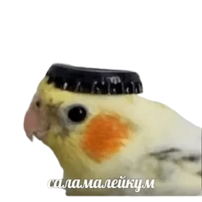 Пробный — стикер для MAX