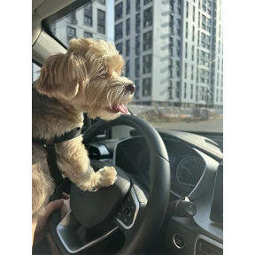Буба — стикер для MAX