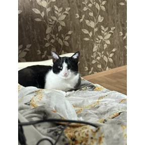Суета — стикер для MAX