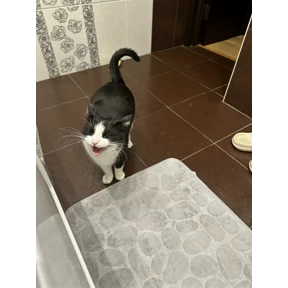 Суета — стикер для MAX