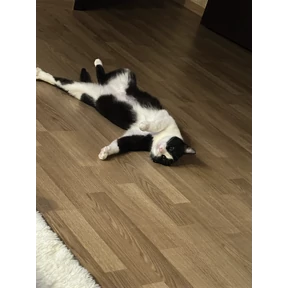 Суета — стикер для MAX