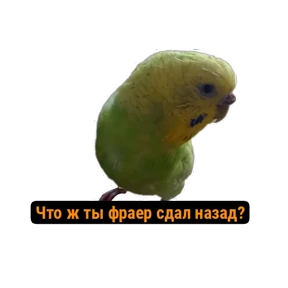ПАО — стикер для MAX