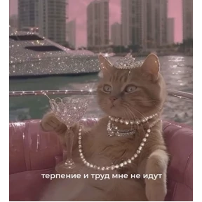 Котики — стикер для MAX
