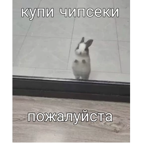 Котики — стикер для MAX
