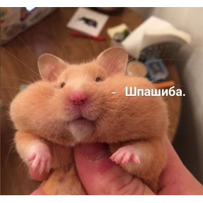 Котики — стикер для MAX